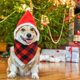 thumbnail image 4 of Pack Dog Bandana Christmas Classic Plaid Pet Bandana Bufanda Triangle Bib Bandana Ropa para mascotas Accesorios para perros pequeños Adepaton Ropa para Perro, 4 of 5