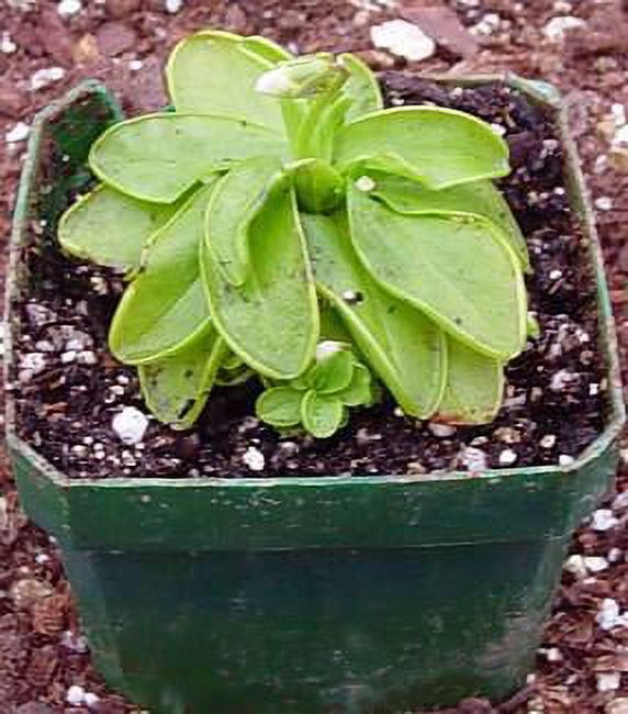 Carnivorous Butterwort Plant - Pinguicula primuliflora - 4" Pot