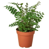 Mahogany Fern Live Plant for Indoor | Different Houseplants in 4'' & 6'' Pot | Real House Plant for Living Room, Office, Desk & Bathroom | Tree Maidenhair | Didymochlaena truncatula