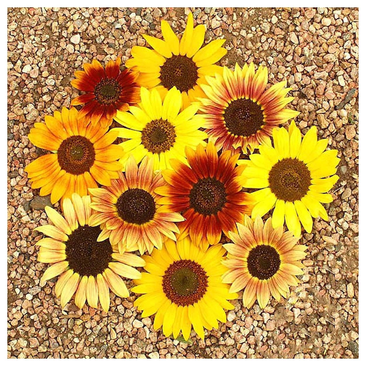 Everwilde Farms - 1 lb Autumn Beauty Sunflower Garden Flower Seeds - Gold Vault Bulk Seed Packet