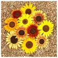 thumbnail image 4 of Everwilde Farms - 100 Autumn Beauty Sunflower Garden Flower Seeds - Gold Vault Jumbo Bulk Seed Packet, 4 of 5