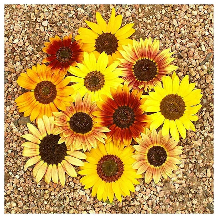 Everwilde Farms - 100 Autumn Beauty Sunflower Garden Flower Seeds - Gold Vault Jumbo Bulk Seed Packet