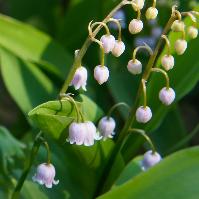 Lily Of The Valley Oil – Sun's Eye Store