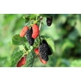 thumbnail image 5 of 15 Seeds - Red MULBERRY Morus Rubra Fruit Bush / Tree Seeds, 5 of 11