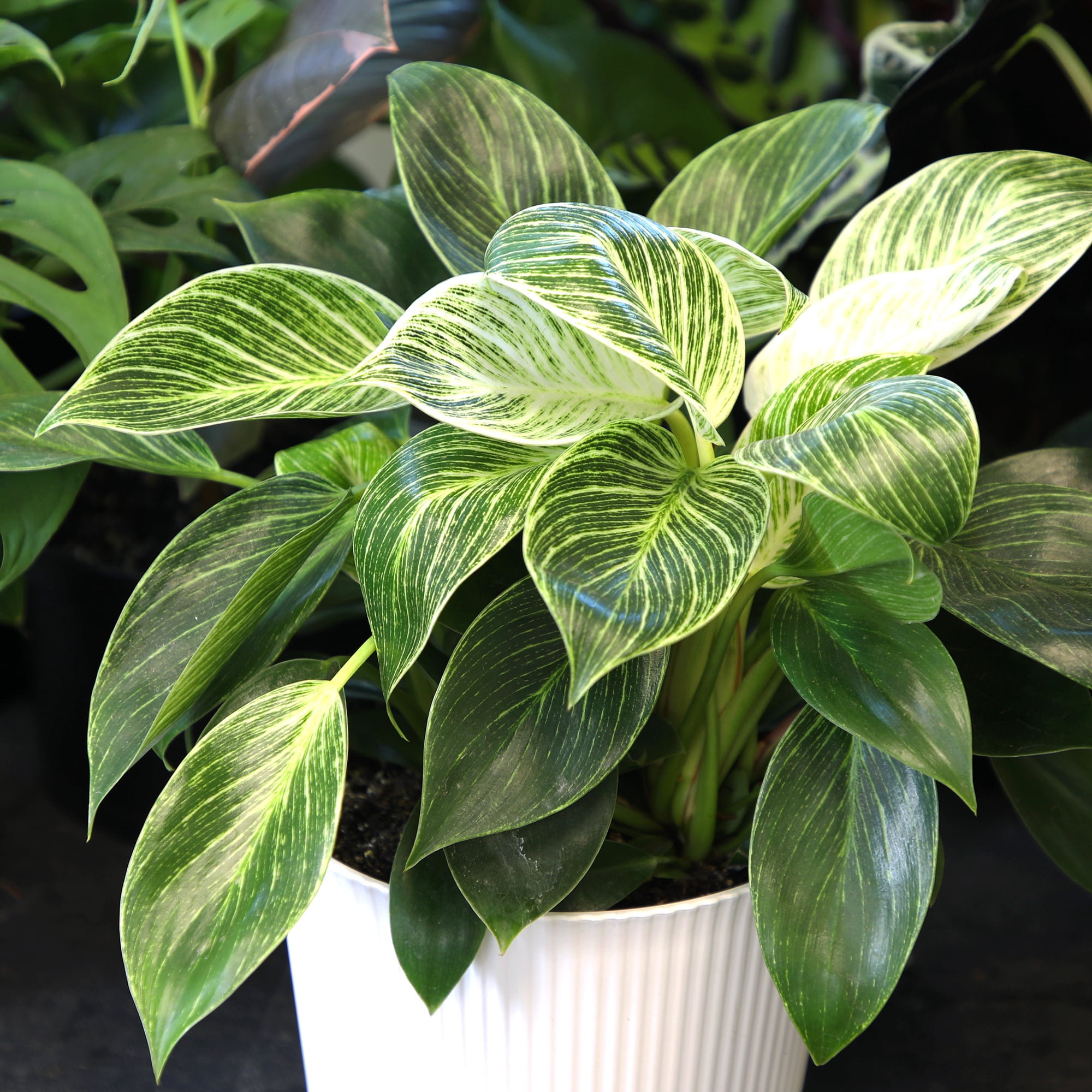 Philodendron Birkin Variegated Houseplant | 6in Decor Pot; Indirect Light | Element by Altman Plants