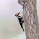 thumbnail image 3 of Woodpecker Garden Courtyard Iron Art Indoor and Outdoor Metal Crafts Decorative Pendant Flye255796, 3 of 5