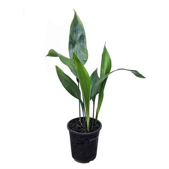 Succulents & Such Cast Iron Aspidistra Elatior Live Plants in 6" Pot