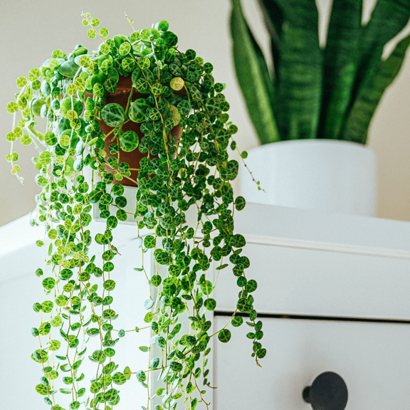 String of Turtles Vine, Trailing Succulent Plant Live, Hanging Plant, Home Decor Plant 3 Inch Pot