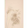 thumbnail image 3 of 1x Studio III 17x24 Black Modern Framed Museum Art Print Titled - Reed Grass Beige 07, 3 of 5
