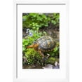 thumbnail image 2 of Colorful Male Eastern Box Turtle Terrapene Carolina Carolina Framed Print Wall Art by Lynn M. Stone Sold by Art.Com, 2 of 5