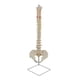 thumbnail image 5 of columna vertebral humana,Herramienta de enseñanza modelo de esqueleto de hueso de columna humana,Columna vertebral humana con modelo modelo de cuerpo humano,Suministros para modelos de columna, 5 of 9