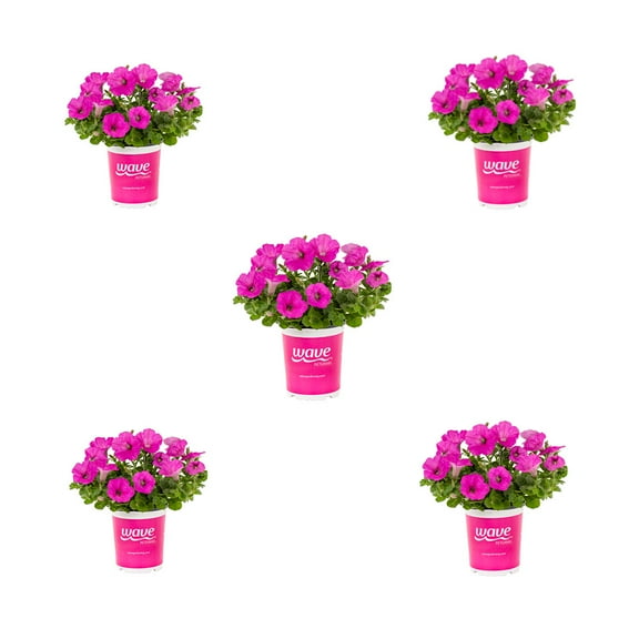 Wave 1QT Pink Petunia Live Annual Plant Sun 5-Pack