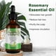 thumbnail image 3 of 1-3pcs Organic Rosemary Essential Oil For Hair Growth ,100% Natural Nourishes Hair, 3 of 5