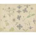 thumbnail image 2 of Julie de Graag 24x20 Black Ornate Framed Double Matted Museum Art Print Titled: Study Sheet with Seastyst, Hop and Clematis (1899), 2 of 5