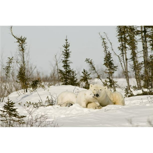 Ours polaire avec ourson dans la neige Poster imprimé par Robert Brown, 17 x 11