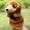J, variant on Kayannuo Toys Details Animal Stuffed Hand Puppet Parent-Child Doll Hand Puppet