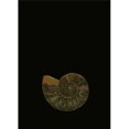 thumbnail image 1 of Posterazzi DPI1829441 Fossilized Sea & Marine Shells Or Nautilus Poster Print by Deddeda, 12 x 17, 1 of 1