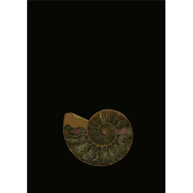 Posterazzi DPI1829441 Fossilized Sea & Marine Shells Or Nautilus Poster Print by Deddeda, 12 x 17
