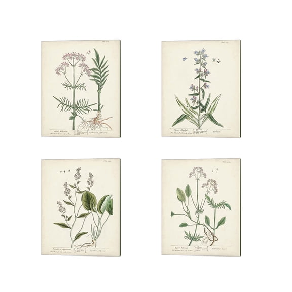 Great Art Now Antique Herbs by Unknown 4 Piece Canvas Art Set Each 12"W x 15"H