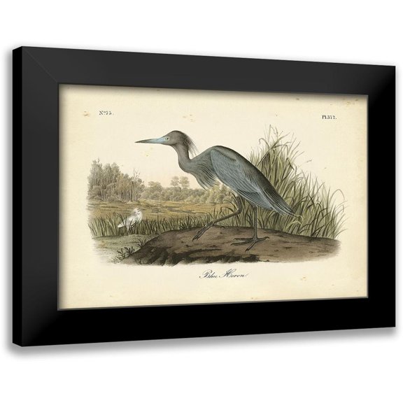 Audubon, John James 14x11 Black Modern Framed Museum Art Print Titled - Audubons Blue Heron