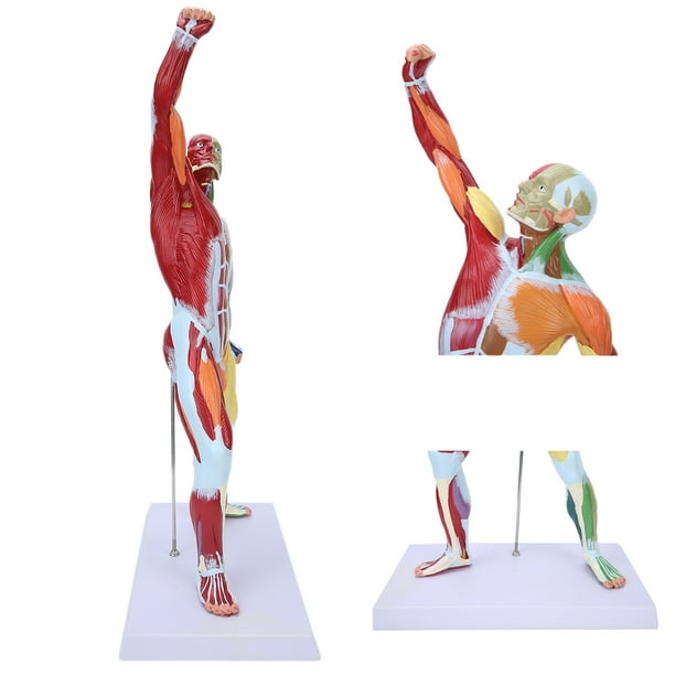 Human Muscle Structure Anatomy Model - 19.7 Inch Detailed Muscular System Display