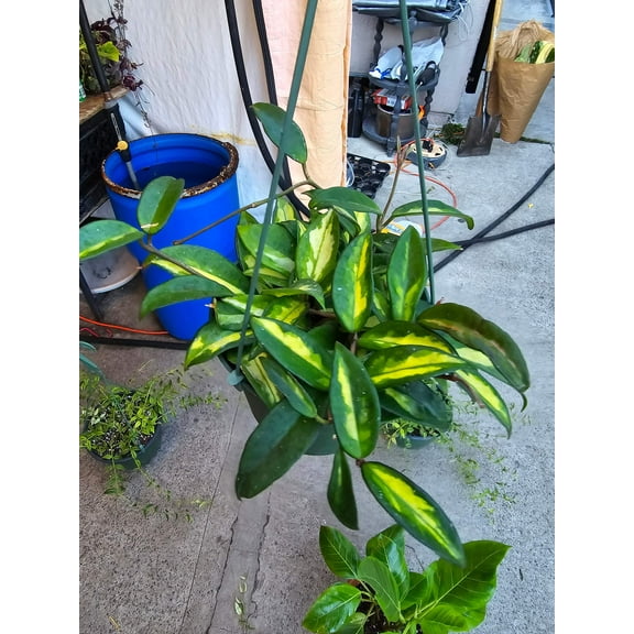 6 inch Pot- Hoya Carnosa Tri Color Easy Care low water - Get similar