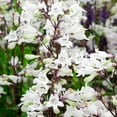 thumbnail image 2 of Direct Gardening Penstemon Onyx and Pearls White Beardtongue, Perennial Flowers Plant Starter, 2 of 3