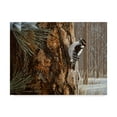 thumbnail image 1 of Trademark Fine Art 'Winter Pine Downy Woodpecker' Canvas Art by Ron Parker, 1 of 3