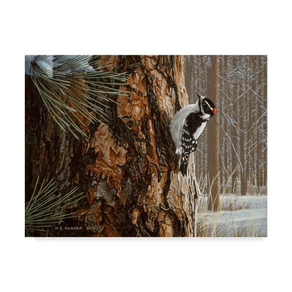 Trademark Fine Art 'Winter Pine Downy Woodpecker' Canvas Art by Ron Parker