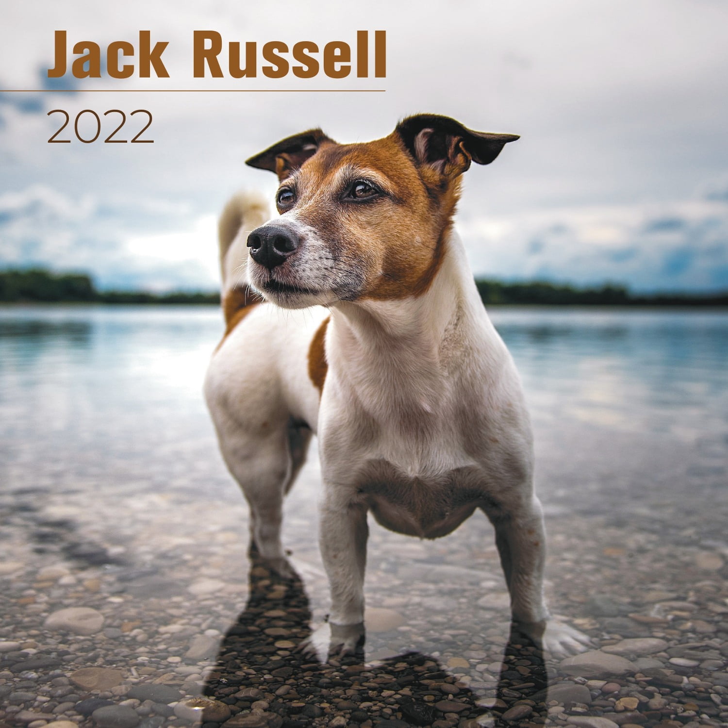 Jack Russell Calendar 2021-2022 - Dog Breed Monthly Wall Calendar - Made In Usa - 12 X 24 (Open) - Planner Calendar For Organizing & Planning - Walmart.com