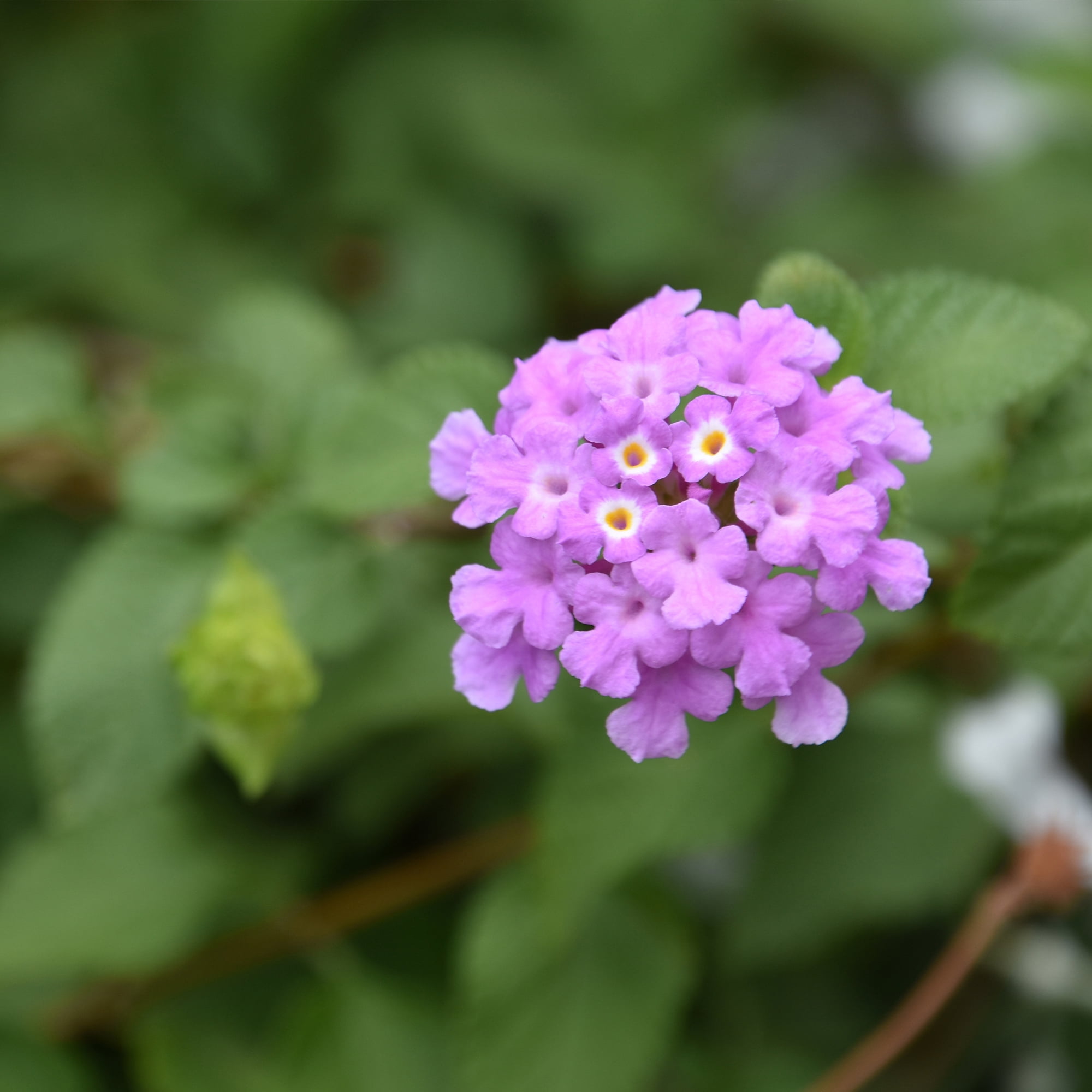 Altman Plants Purple Lantana Flowers 4-Pack, 1 Qt. Pots, Full Sun, Live Outdoor Plants