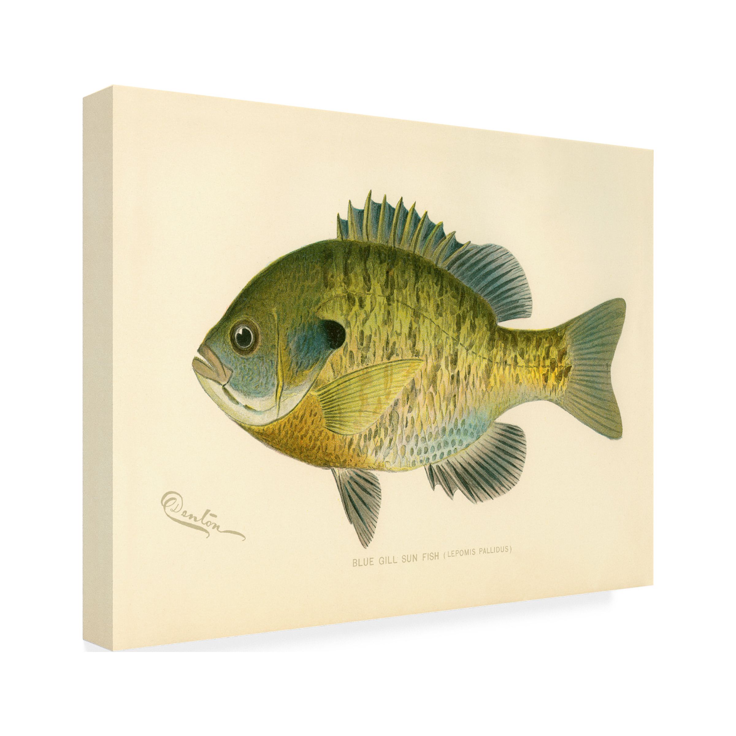 Print Collection 'Blue Gill Sun Fish' Canvas Art