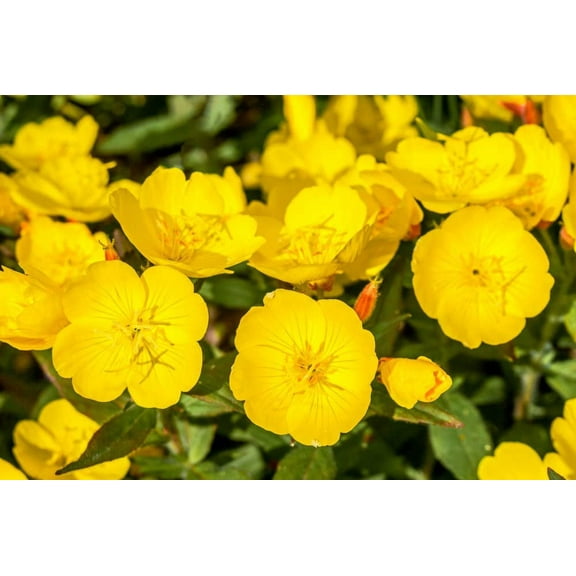 500 Evening Primrose Seeds for Planting -