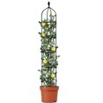 thumbnail image 3 of Garden 5.9ft High 11.8in Diameter Sturdy Steel PP Easy Assembly Climbing Plants Support, 3 of 8