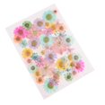 thumbnail image 1 of 1 Paquete de Flores Secas Prensadas Naturales Hojas DIY 34-40pcs Primavera A sol Perfecl Flores secas prensadas naturales, 1 of 6