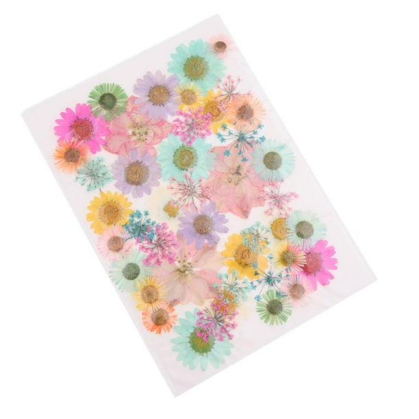 Hojas Secas Prensadas Naturales Zulema Flores Secas para Manualidades