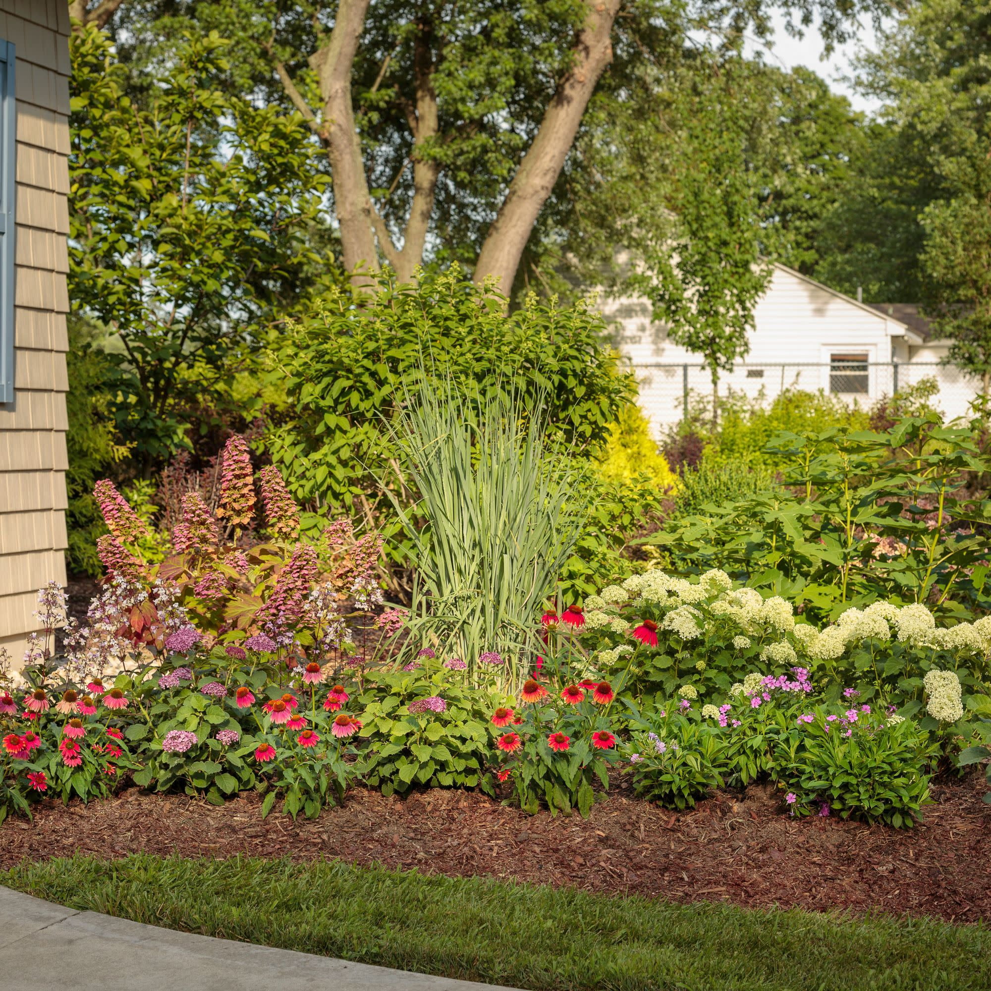 Proven Winners 5" Prairie Winds 'Totem Pole' Switch Grass Live Plant in 4.5" Pot (4 Count)