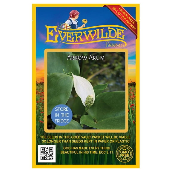 Everwilde Farms - 10 Arrow Arum Native Wildflower Seeds - Gold Vault Seed Packet