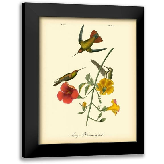 Audubon, John James 12x14 Black Modern Framed Museum Art Print Titled - Mango Hummingbird