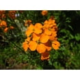 thumbnail image 2 of Siberian Wallflower, 400 Flower Seeds, Non-GMO, Isla's Garden Seeds, 2 of 7