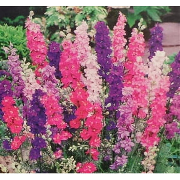 Seed Ranch Regal Mix Larkspur Plant Seeds, Annual