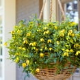 thumbnail image 4 of Direct Gardening Little Lemons Clematis Vine Collection Dormant Bare Root Yellow Flowering Perennial Starter Plants 2 Pk, 4 of 6