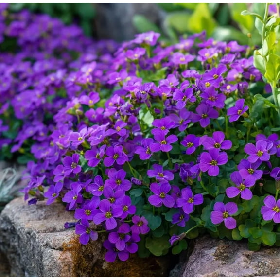 300 Seeds Purple Rockcress Plant for Planting, Purple Flower Plant for Outoor Garden, Easy to Grow