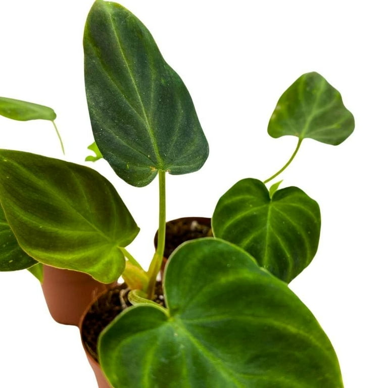 Philodendron Verrucosum 2 inch Set of 3 Deep Green Philo Tiny Mini Pixie  Plants - Walmart.com