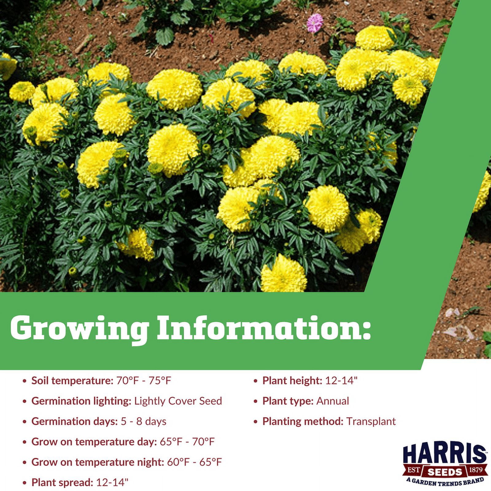 Harris Seeds Marigold Inca II - Thumbnail 4