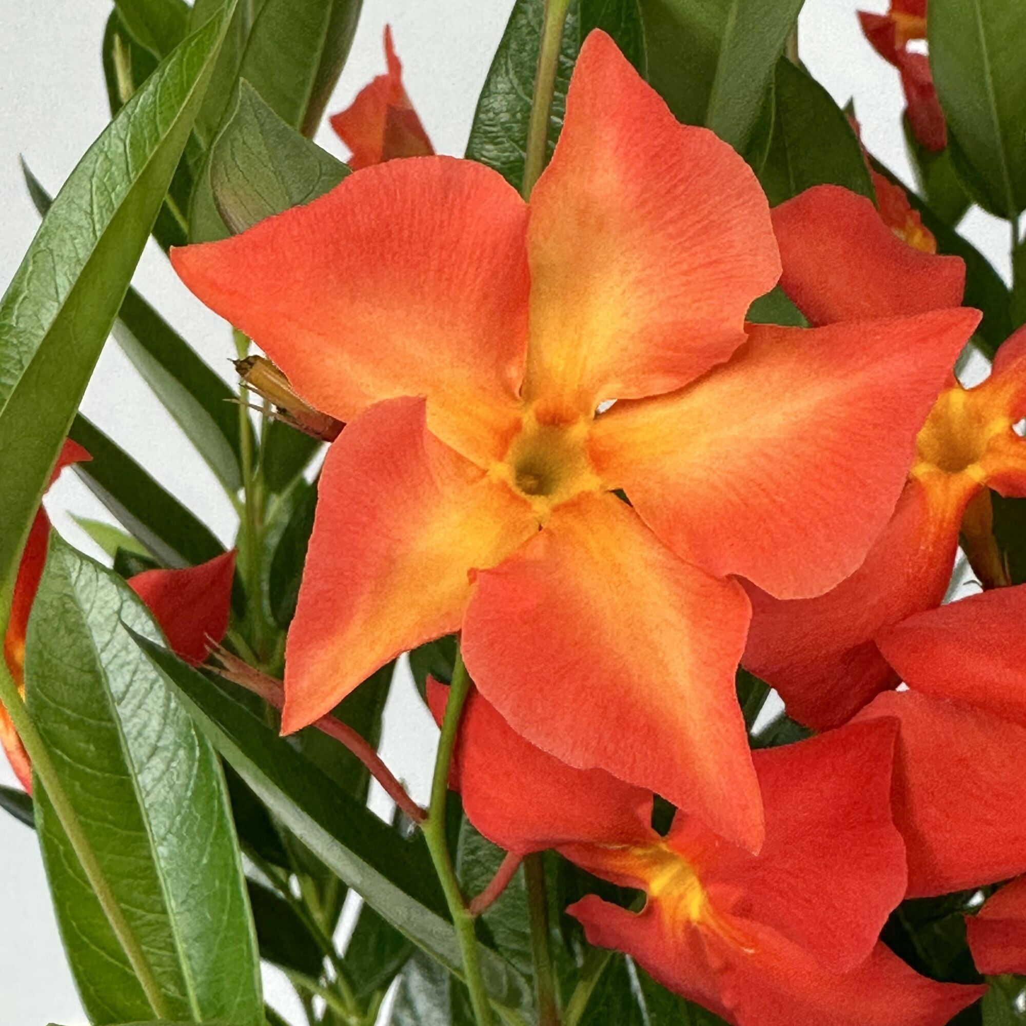 BHG 24" Orange Mandevilla Firedup Live Outdoor Plant in 1Gal Grower Pot