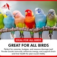 thumbnail image 5 of Morning Bird Moringa Leaf Powder for Birds, 3 oz, 5 of 7