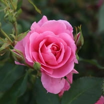 Heirloom Roses Pink Rose Plant - Prairie Princess Hardy Rose Bush - Pink Flowers For Garden