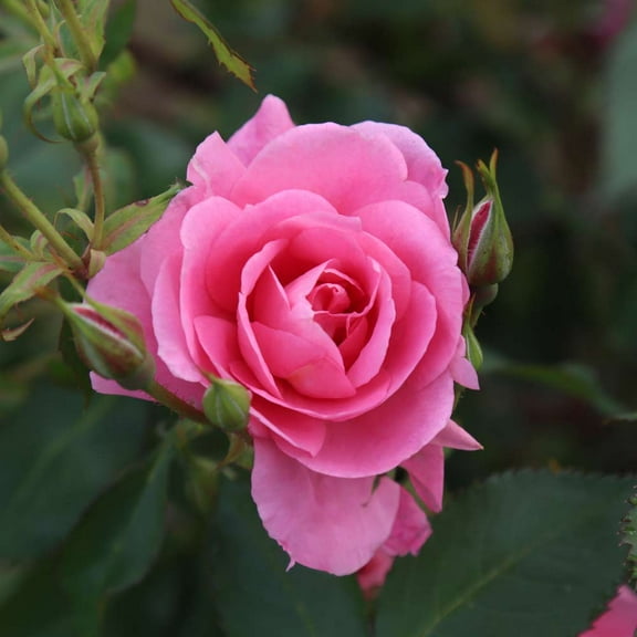 Heirloom Roses Pink Rose Plant - Prairie Princess Hardy Rose Bush - Pink Flowers For Garden