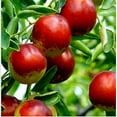 thumbnail image 2 of Chinese Date Bonsai Tree Seeds for Planting - 6 Seeds - Jujube, Chinese Date, Tsao Ziziphus Jujuba, 2 of 3